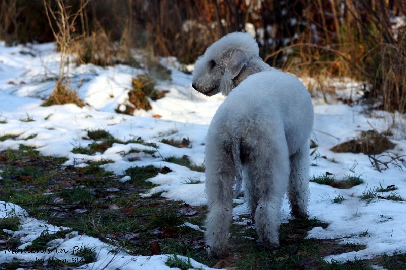 Airis Blue Volshebny Svet 2009-12-26 (11).JPG